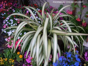 Phormium cookianum 'Cream Delight'